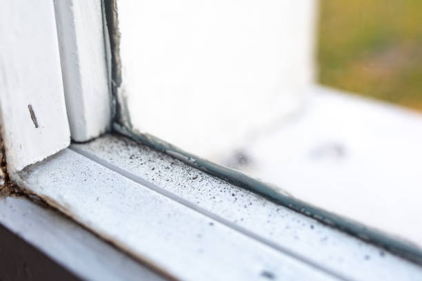 Best Basement Mold Removal  in Peralta, NM
