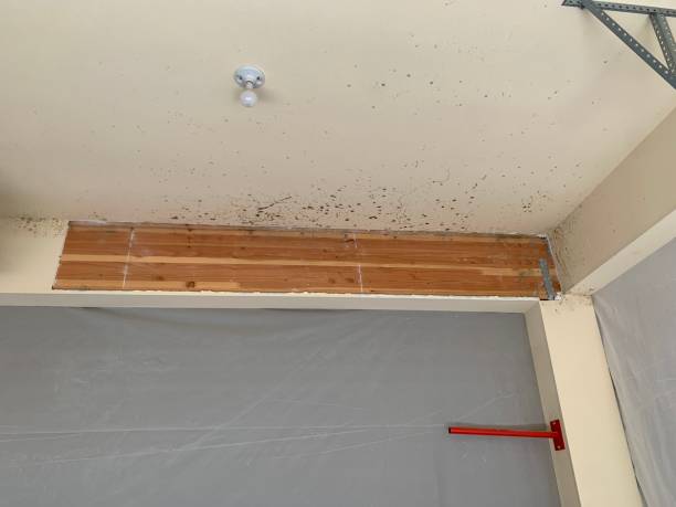 Best Environmental Consulting for Mold Prevention  in Peralta, NM