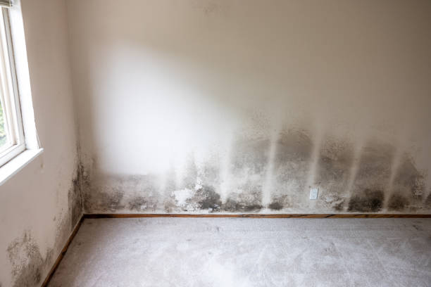 Trusted Peralta, NM Mold Removal Experts