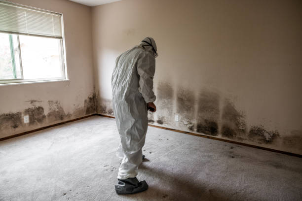 Best Mold Odor Removal Services  in Peralta, NM