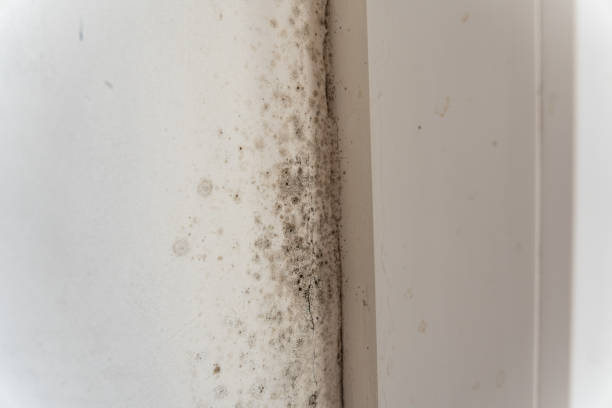 Best Industrial Mold Remediation  in Peralta, NM