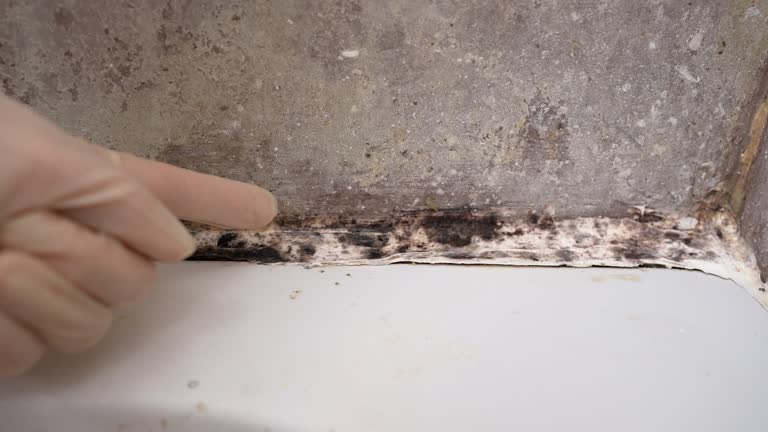 Best Black Mold Removal  in Peralta, NM