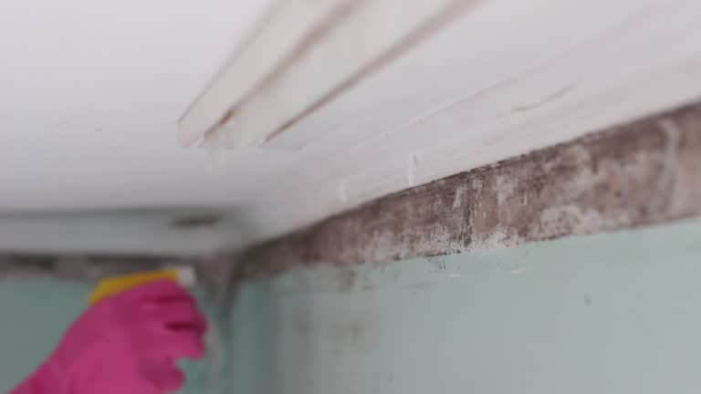 Best Forensic Mold Investigation  in Peralta, NM